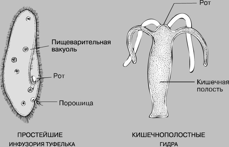 Мориарти даркнет мега